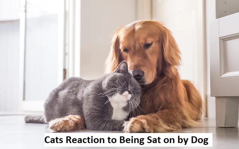 cats reaction to being sat on by dog
